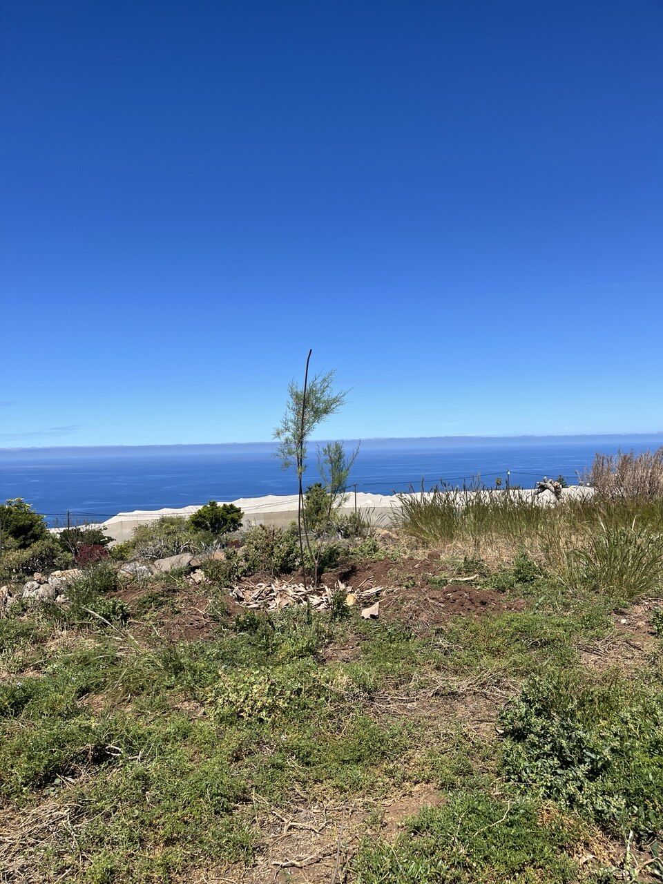 Frisch gepflanzter Baum auf dem Gelände, klarer blauer Himmel, Meerblick